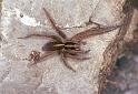 Dolomedes_minor_F2401_Z_86_HW 43 _Nieuw-Zeeland